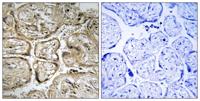CST9L Polyclonal Antibody
