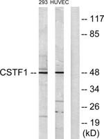 CstF-50 Polyclonal Antibody
