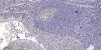 CstF-50 Polyclonal Antibody