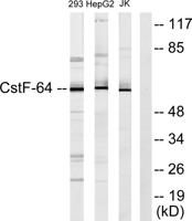 CstF-64 Polyclonal Antibody