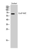 CstF-64T Polyclonal Antibody
