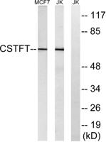 CstF-64T Polyclonal Antibody