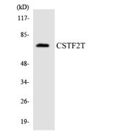CstF-64T Polyclonal Antibody