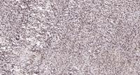 CstF-64T Polyclonal Antibody
