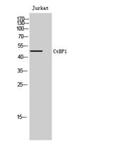 CtBP1 Polyclonal Antibody