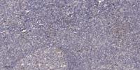 CtBP2 Polyclonal Antibody