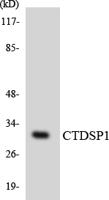 CTDSP1 Polyclonal Antibody