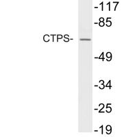 CTPS Polyclonal Antibody