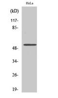 CUG-BP1 Polyclonal Antibody