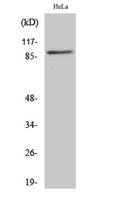 CUL-1 Polyclonal Antibody
