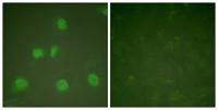 CUL-1 Polyclonal Antibody