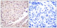 CUL-1 Polyclonal Antibody