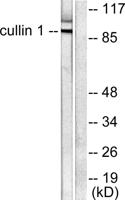 CUL-1 Polyclonal Antibody