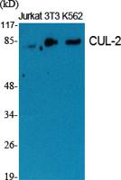 CUL-2 Polyclonal Antibody