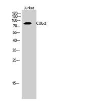 CUL-2 Polyclonal Antibody