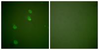 CUL-2 Polyclonal Antibody