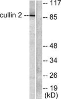 CUL-2 Polyclonal Antibody