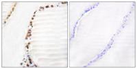 CUL-3 Polyclonal Antibody