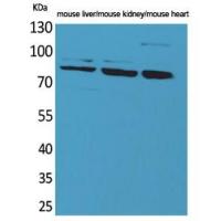CUL-4B Polyclonal Antibody