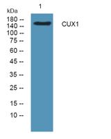 CUX1 Polyclonal Antibody