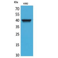 CXCR-3 Polyclonal Antibody