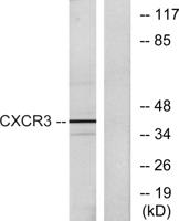 CXCR-3 Polyclonal Antibody