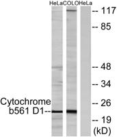 CYB561D1 Polyclonal Antibody