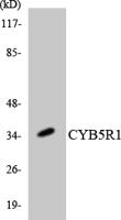 CYB5R1 Polyclonal Antibody