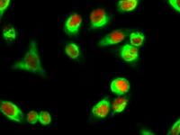 Cyclin A Polyclonal Antibody