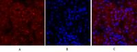 Cyclin A Polyclonal Antibody