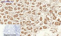 Cyclin A Polyclonal Antibody