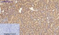 Cyclin A Polyclonal Antibody