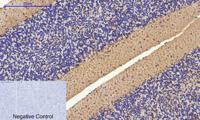 Cyclin A Polyclonal Antibody