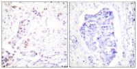 Cyclin A1 Polyclonal Antibody