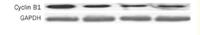 Cyclin B1 Polyclonal Antibody
