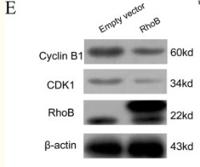 Cyclin B1 Polyclonal Antibody