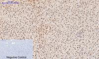 Cyclin B1 Polyclonal Antibody