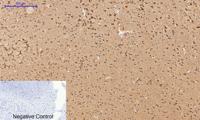 Cyclin B1 Polyclonal Antibody