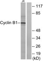 Cyclin B1 Polyclonal Antibody