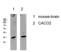 Cyclin C Polyclonal Antibody