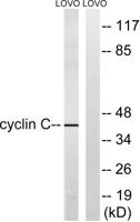 Cyclin C Polyclonal Antibody