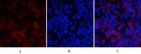 Cyclin D1 Polyclonal Antibody