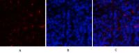 Cyclin D1 Polyclonal Antibody