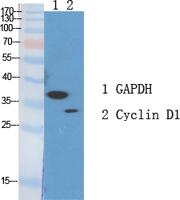 Cyclin D1 Polyclonal Antibody