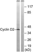 Cyclin D2 Polyclonal Antibody