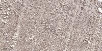 Cyclin D2 Polyclonal Antibody