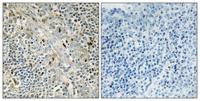 Cyclin D3 Polyclonal Antibody