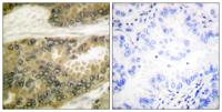 Cyclin D3 Polyclonal Antibody