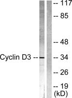 Cyclin D3 Polyclonal Antibody