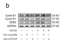 Cyclin E1 Polyclonal Antibody